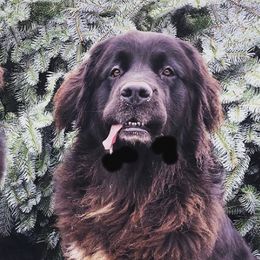 Newfoundlands from Donna's Newfoundlands