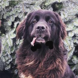 Newfoundlands from Donna's Newfoundlands