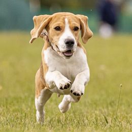 Beagles from Carol's Beagles
