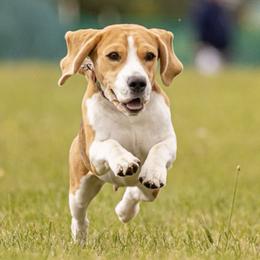 Beagles from Carol's Beagles