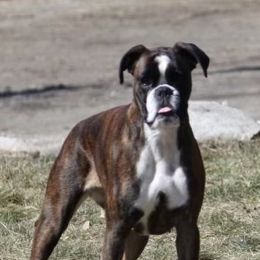 Gertie - Boxer