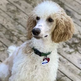 Louie - Poodle