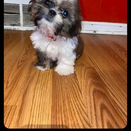 Shih Tzu Puppies from Lady Class Kennel