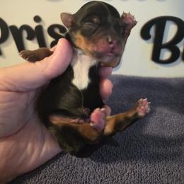 Boy 5 - Black and tan male Yorkshire Terrier puppy in Clermont, Florida from Bella's Prissy Butts