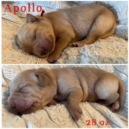 Apollo - Yellow male Labrador Retriever puppy in Hartly, Delaware from Triple Threat Labradors