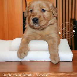 Golden Retriever Puppies from Studley Hill Goldens, LLC.