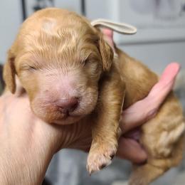 White collar - Apricot male Poodle puppy in Colorado Springs, Colorado from Silly's Standard Poodles
