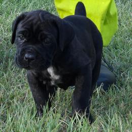 Venus - Black brindle female Cane Corso puppy in Orrum, North Carolina from Dream Team Kennels