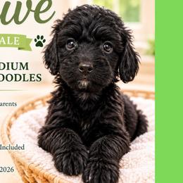 Olive: Light Green Collar - Black female Goldendoodle puppy in Raceland, Louisiana from Cajun Doodles