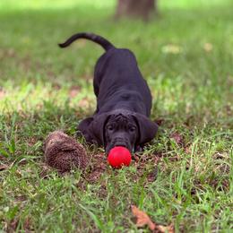 Whiskey - Black and white male Great Dane puppy in Montgomery, Texas from KD Sweet Southern Danes