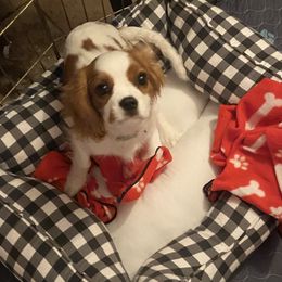 Cavalier King Charles Spaniel Puppies from Christina’s Cavaliers