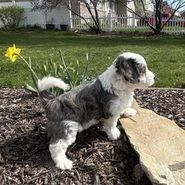 Captain - Merle Bernedoodle puppy in Tooele, Utah from Dinky Doo Doodles