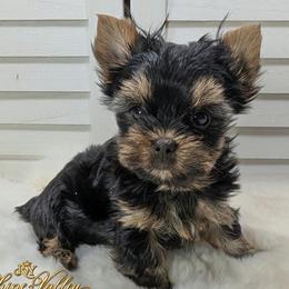 Aramis - Black and gold male Yorkshire Terrier puppy in Austin, Texas from Rhine Valley Yorkies