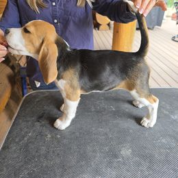 Beagle Puppies from Bullock 's Beagles