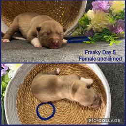 Franky - Red and white female Siberian Husky puppy in Canton, Ohio from Bleu Skies Siberian Huskies