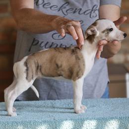 Agate - White and red brindle male Whippet puppy in Alvin, Texas from Pecan Grove Akitas & Whippets