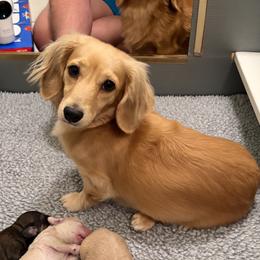 Hope - Dachshund