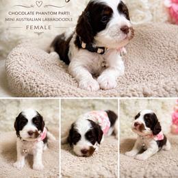 Liberty - Tri-color female Australian Labradoodle puppy in Taylor, Michigan from Mi Best Doodle Ever, LLC