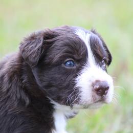Mitch - Red male Border Collie puppy in Tylertown, Mississippi from Cool Meadow Farms