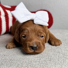 Hope - Red female Double Doodle puppy in Orange, Texas from Walk with Me Doodles