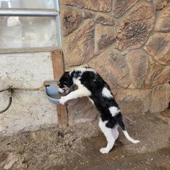 Ike originally Fluffy Boy - Black and cream Borzoi puppy in Alpine, California from Wildwood Hounds