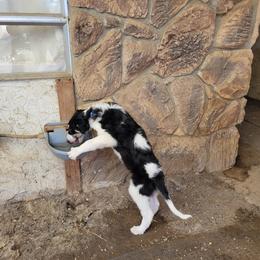 Ike originally Fluffy Boy - Black and cream Borzoi puppy in Alpine, California from Wildwood Hounds