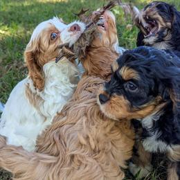 Cavapoo Puppies from WW Cavapoos