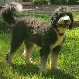 Shelby - Bernedoodle