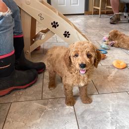 Coffee - Apricot male Goldendoodle puppy in Sugarcreek, Ohio from True Hearted Doodles