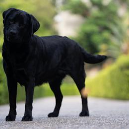 Maddie - Labrador Retriever