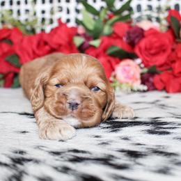 Harvy - Red male Cocker Spaniel puppy in Rattan, Oklahoma from Double M Cocker Spaniels