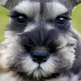 Handsome - Salt and pepper male Miniature Schnauzer puppy in Snowflake / Phoenix, Arizona from Snowflake Schnauzers