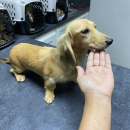 Bella - Cream female Dachshund puppy in Magnolia, Texas from Carrie’s Countryside Dachshunds