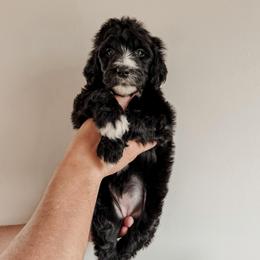 Bay. - Black and white female Sheepadoodle puppy in Wabash, Indiana from DOODCompany