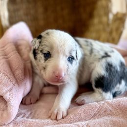 Alani - Blue merle female Border Collie puppy in Owenton, Kentucky from Three16 Ranch