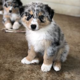 Australian Shepherd Puppies from Mika’s Aussies