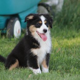 Miniature American Shepherd puppies from Rust Belt Farms