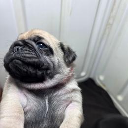 Gold - Fawn male Pug puppy in Rutherfordton, North Carolina from Sweetie Pie Pugs