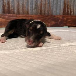Collie Puppies from A/K Rough Collies
