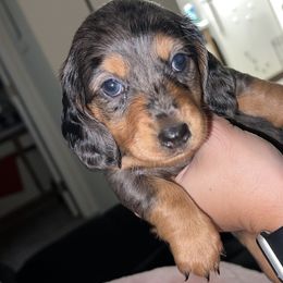 Girl 1 - Dapple Dachshund puppy in Lubbock, Texas from ANQ Dachshunds