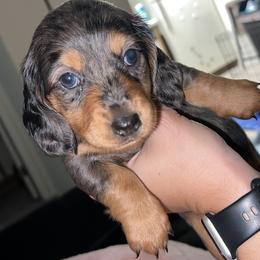 Girl 1 - Dapple Dachshund puppy in Lubbock, Texas from ANQ Dachshunds