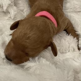 Pumpkin - Red  female Poodle puppy in Wilmington, Delaware from Imperial Poodles LLC