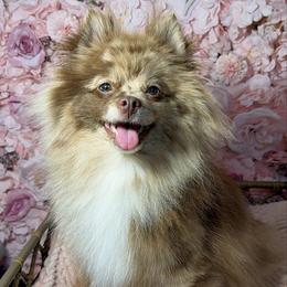 Enchilada - Pomeranian