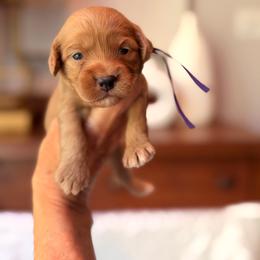Cricket - Red and white female Cockapoo puppy in Alexandria, Alabama from Bright and Beautiful Cockapoos and Doodles
