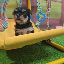 Maura - Black & tan tri-color female Morkie puppy in Aurora, Missouri from KnJ Precious Paws LLC