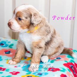 Powder - Red merle female Aussiedoodle puppy in Kennesaw, Georgia from Distinctive Doodle