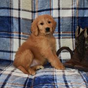 Goldendoodle and Irish Doodle Puppies from Toodles Goldendoodles