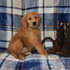 Goldendoodle and Irish Doodle Puppies from Toodles Goldendoodles