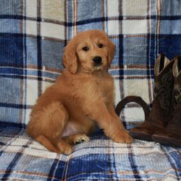 Goldendoodle and Irish Doodle Puppies from Toodles Goldendoodles