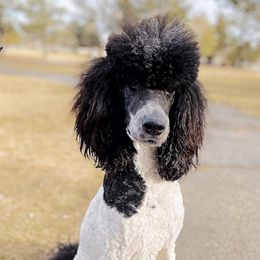 MAJESTY - Poodle